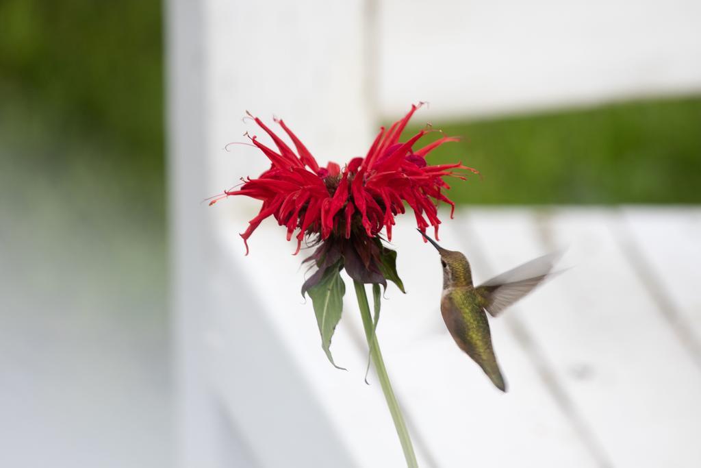 Hummingbird Bed And Breakfast Clearwater Extérieur photo
