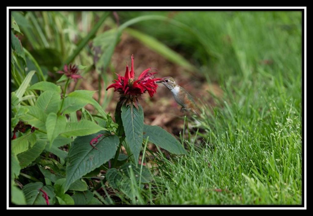 Hummingbird Bed And Breakfast Clearwater Extérieur photo