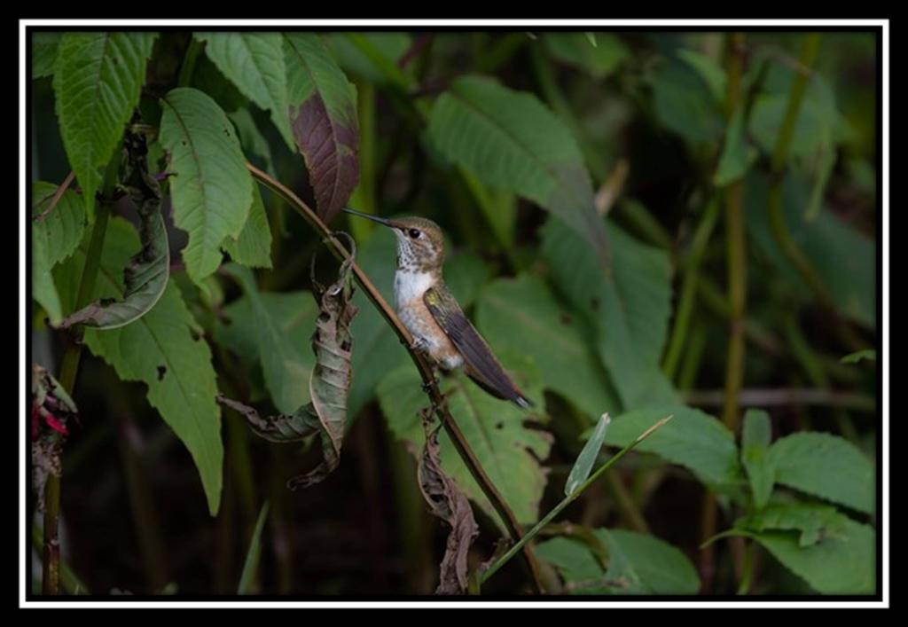 Hummingbird Bed And Breakfast Clearwater Extérieur photo