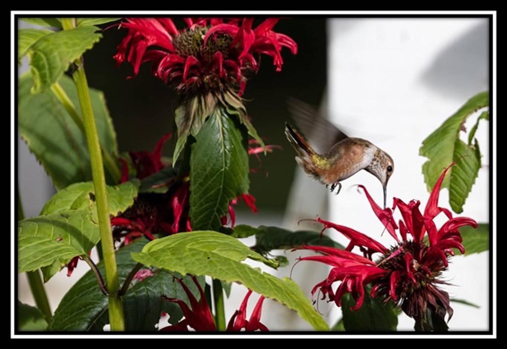 Hummingbird Bed And Breakfast Clearwater Extérieur photo